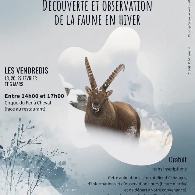Découverte et observation de la faune en Hiver._Sixt-Fer-à-Cheval