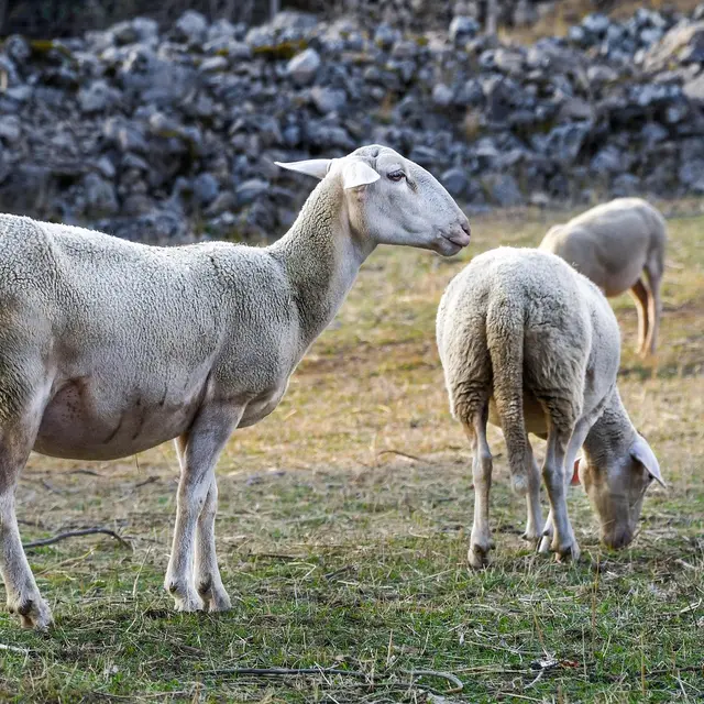 La Ferme de Bagarry_Le Bourguet