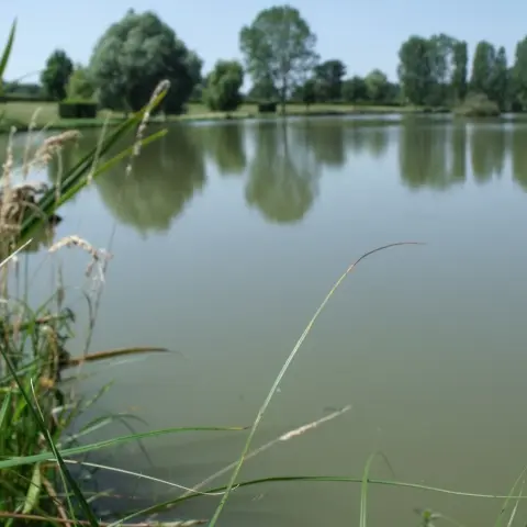 Étang du Charrais - Lavoine