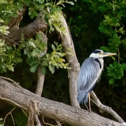 Croisière ornithologique Loire-Odyssée_Loire-Authion