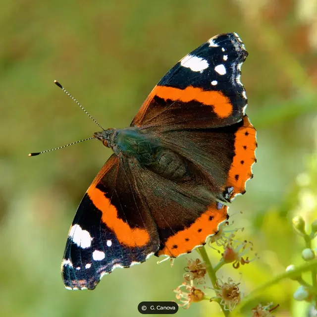 papillon