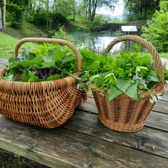 Activité printanière : Atelier de cuisine de plantes comestibles_Cuvat