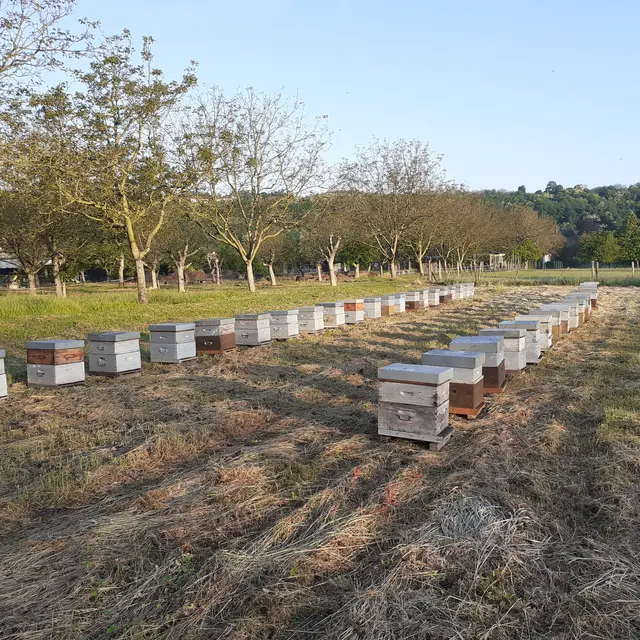 Arnaud Rocheux Apiculteur - Correns