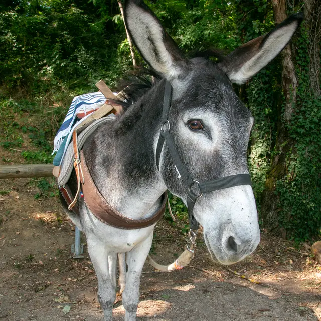 Papouill'anes ânes & compagnie_Lafrançaise