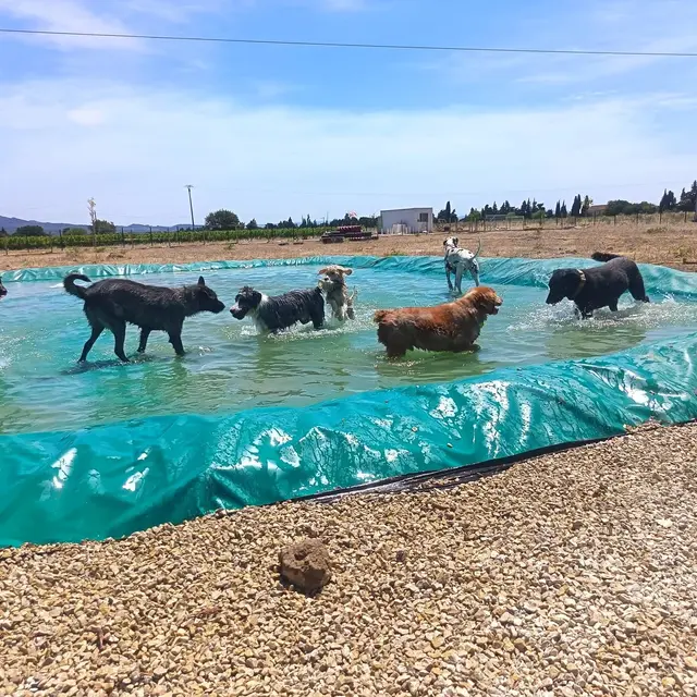 Parc aquatique pour chien_Jonquières