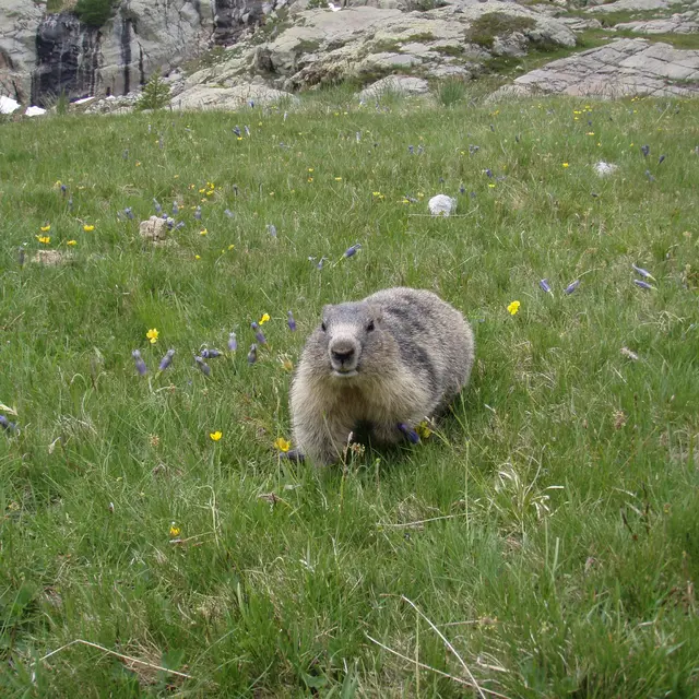 Marmotte à Fontanalbe