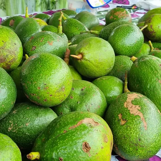 Fête de l'avocat