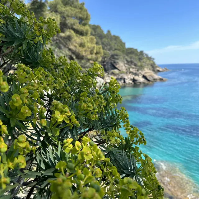 Visite thématique Au cœur du maquis méditerranéen_Rayol-Canadel sur Mer