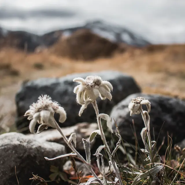 Epicerie Edelweiss