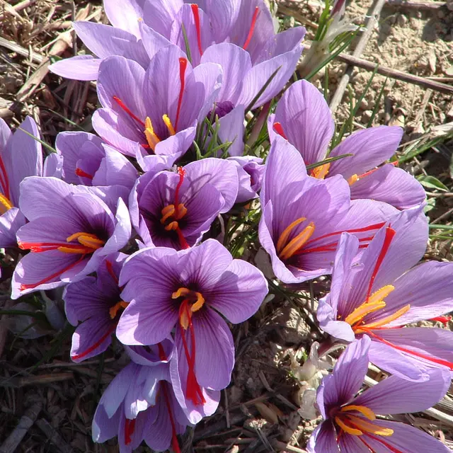Fleur de Crocus