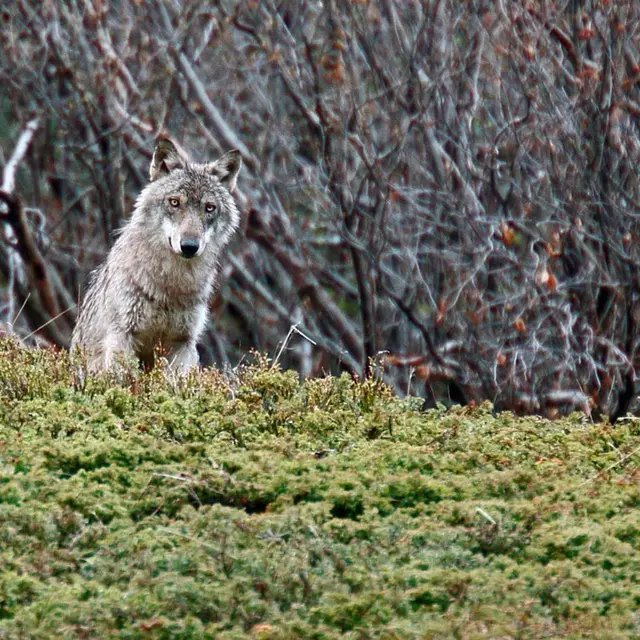 Ciné Lautaret : Vivre avec les loups_Le Monêtier-les-Bains