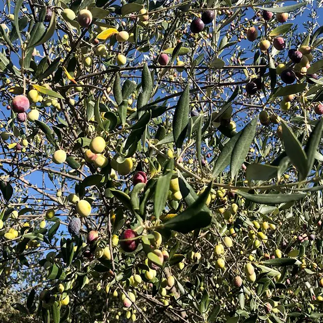 L'Olivade de Chabaud_Cabasse