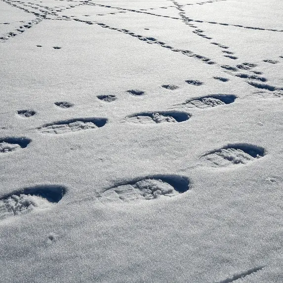 traces de raquettes