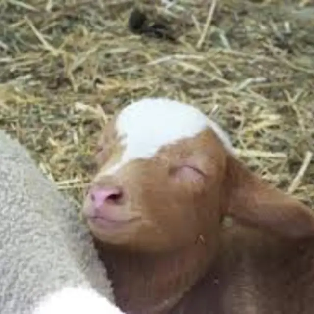 Fromagerie de la Roria_Saint-Étienne-de-Tinée