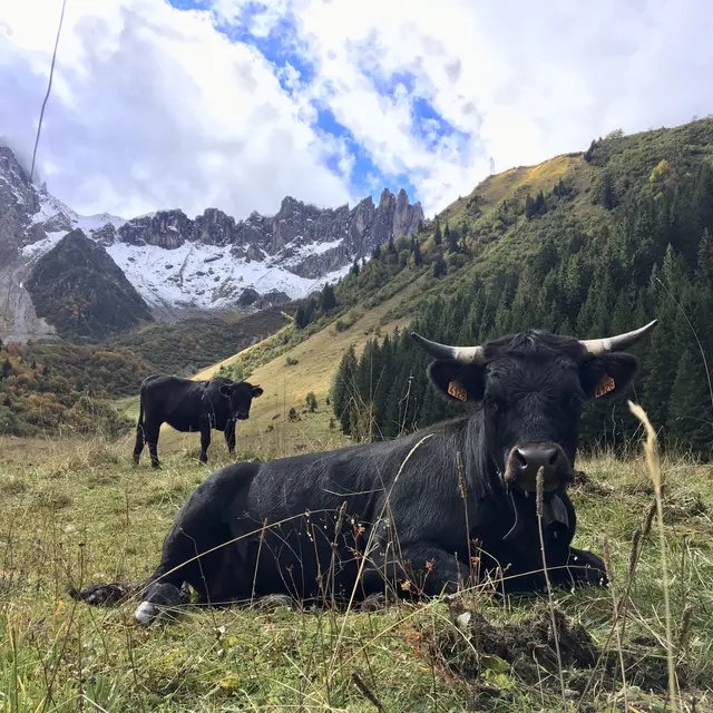 Pastoralisme et réserve naturelle_Les Contamines-Montjoie