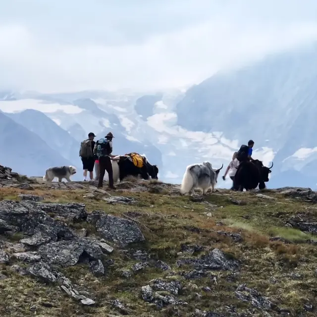 Balade avec les Yaks aux gouilles d'Essertze_Thyon
