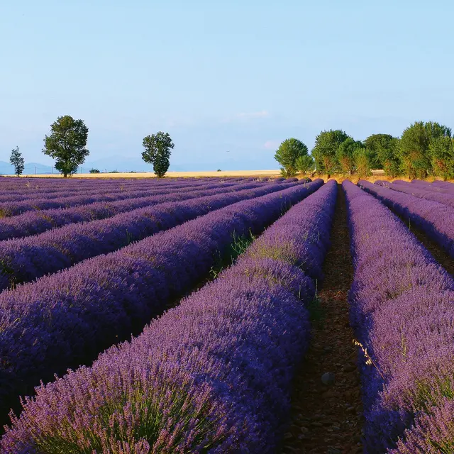 Itinéraire pédestre La Trinité_Valensole