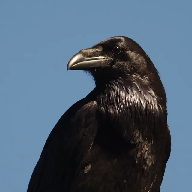 Conférence Les Corvidés : une famille d'oiseaux ordinaires mais tellement extraordinaire_Gardanne
