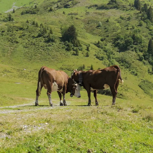 Croquet à thème Animaux de la ferme_Morzine