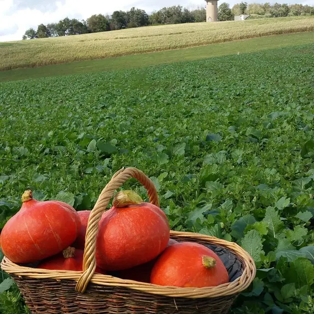 Les potagers du château_Valfleury