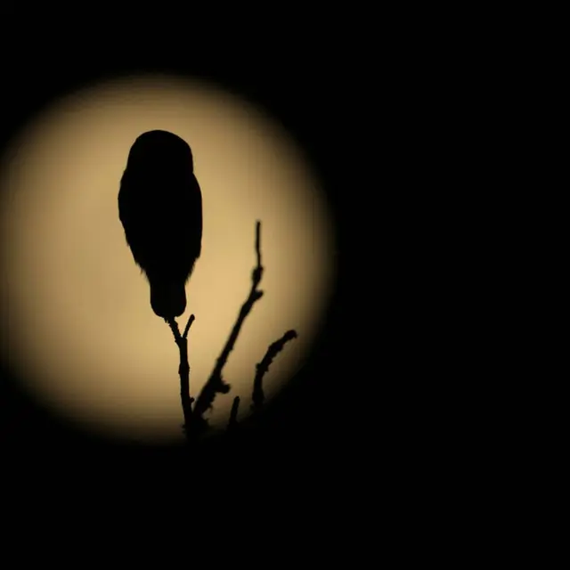 Chouette de nuit