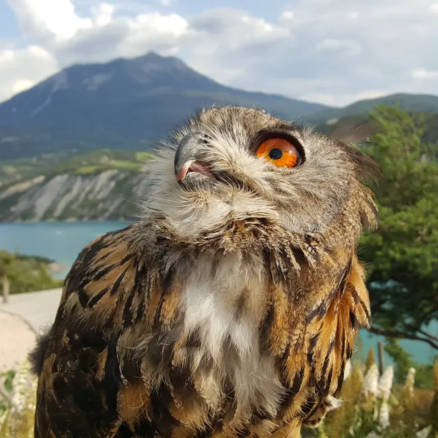 Parc Animalier de Serre-Ponçon LE SAUZE-DU-LAC