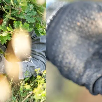 Démonstration de cavage : à la recherche de la reine des truffes : la mélanosporum_Villelaure