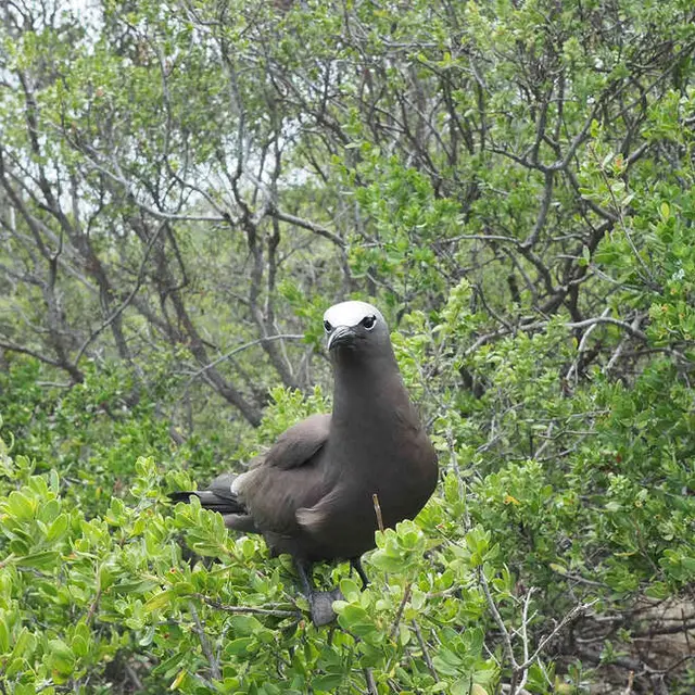 L'Île Aux Oiseaux - Tahiti Tourisme