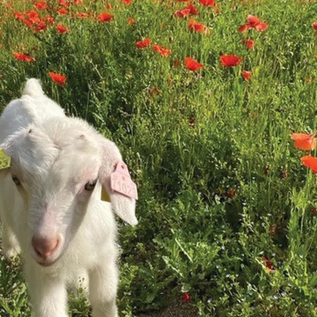 Chasse aux œufs à la Petite Ferme Pédagogique_Saint-Rémy-de-Provence