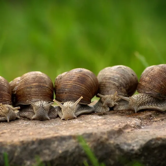 La Ferme aux Escargots d'Arno