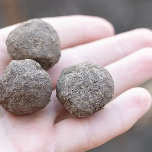 Ateliers - Fresque vivante en mousse et bombes à graines_Alès