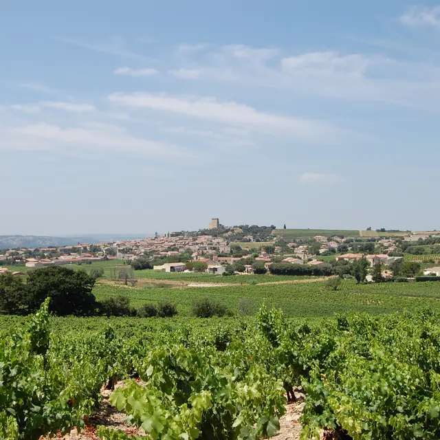 Les vignes de Châteauneuf du Pape