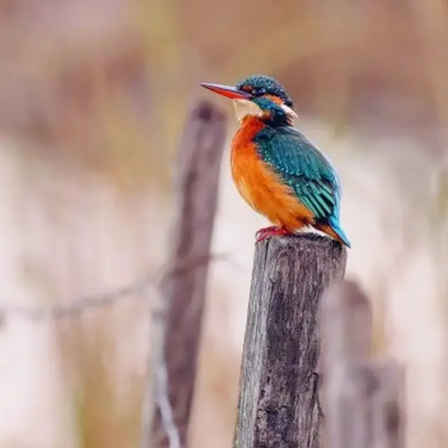 Sortie aux Marais de Beauchamp_Arles