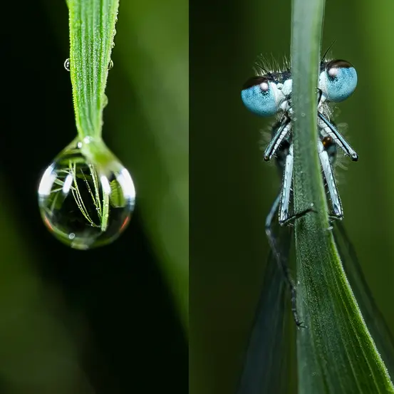 La photo MACRO en pratique !_Sallanches