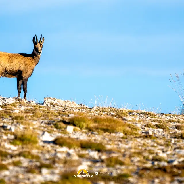 Chamois