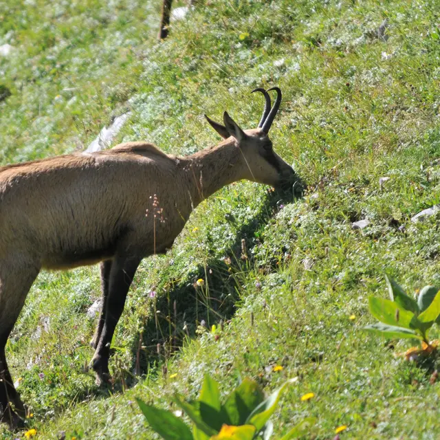Chamois