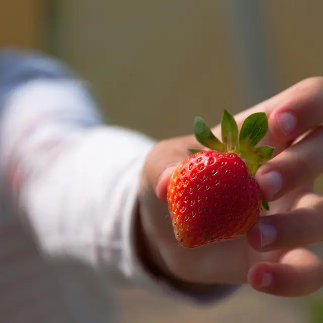 P'tit panier au marché_Septfonds