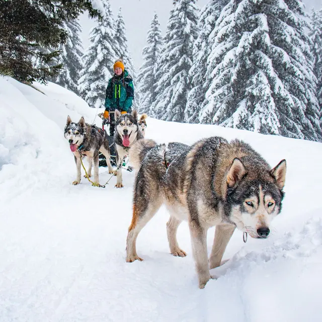Evasion-Nordique-Flaine-Chien-Traineau