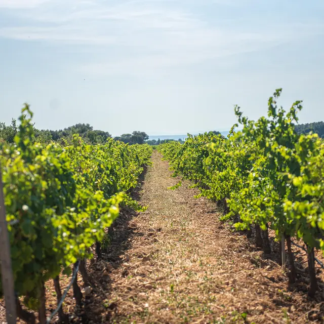 Balade à vélo dans les vignobles du domaine Julien de l'Embisque_Bollène