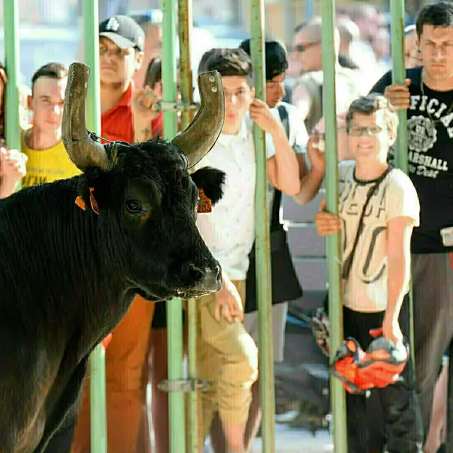 Journée taurine