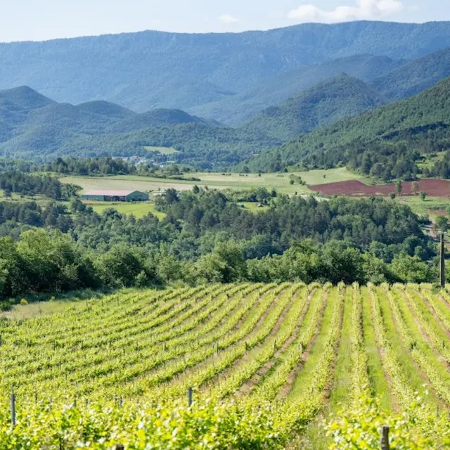Les vignes des vins de Térrios