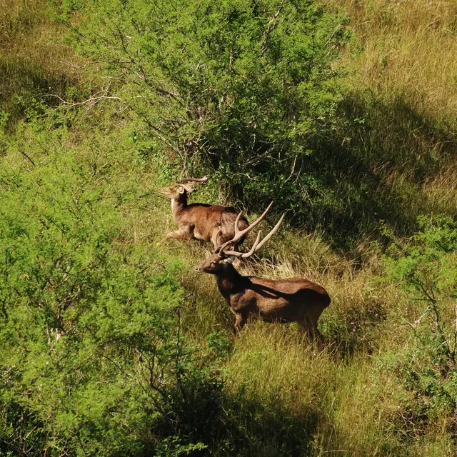 Fête du Cerf et de la Crevette_Boulouparis