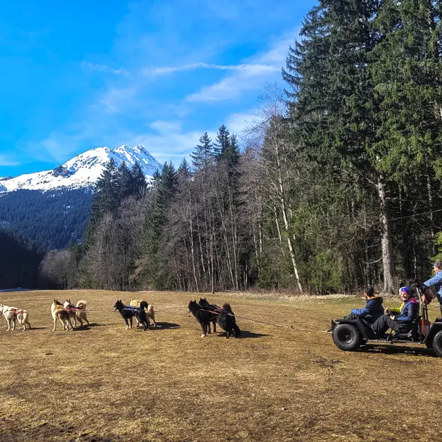 Baptême chiens de traineau sur roue aux Contamines