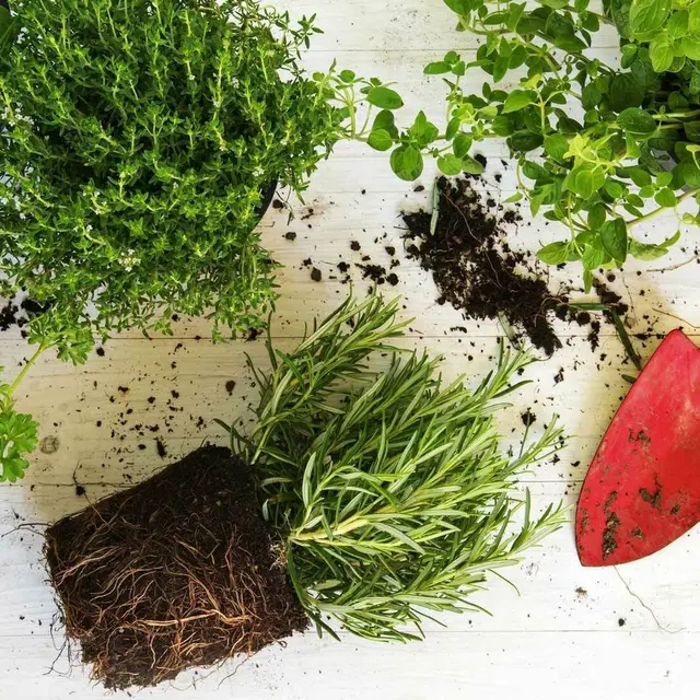 Journée de la Plante