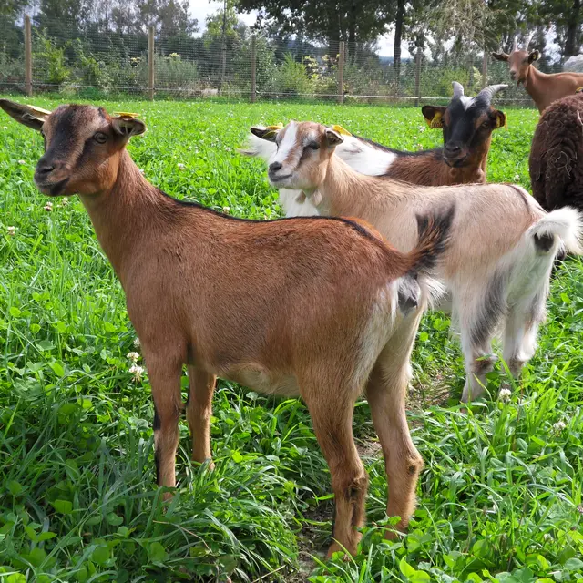 Mini-ferme