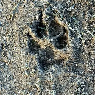 Traces et indices_Arcon