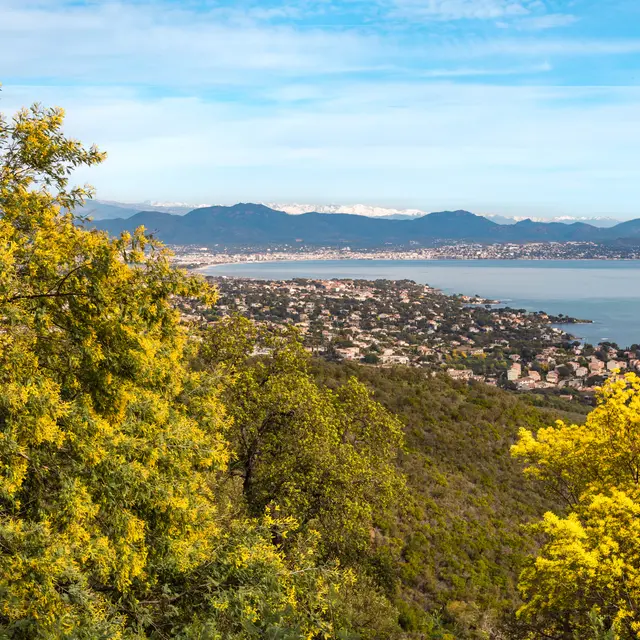 Le mimosa au cœur des Petites Maures_Les Issambres (Roquebrune sur Argens)