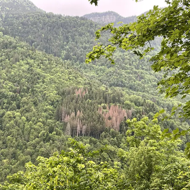 Animation nature: La forêt face au changement climatique_Farges