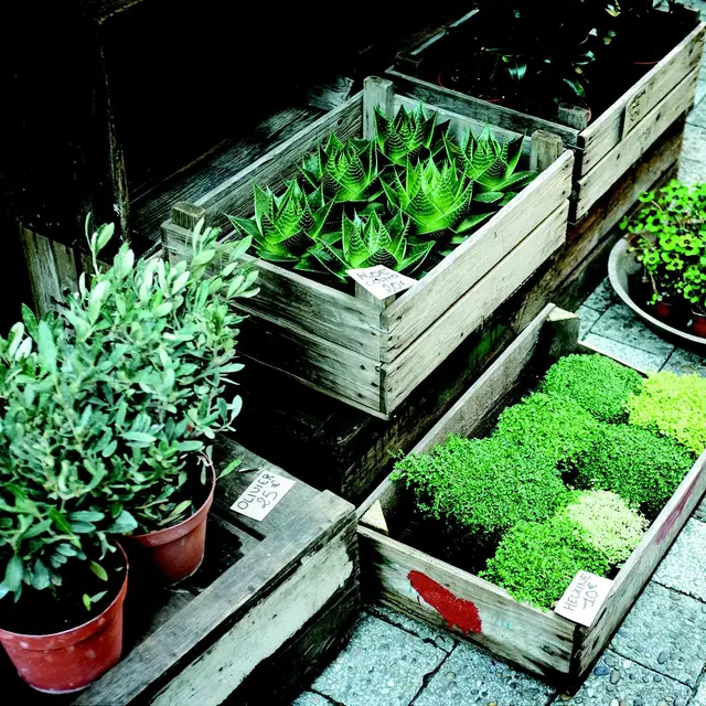 Foire aux plantes et vide grenier_Montpezat-de-Quercy