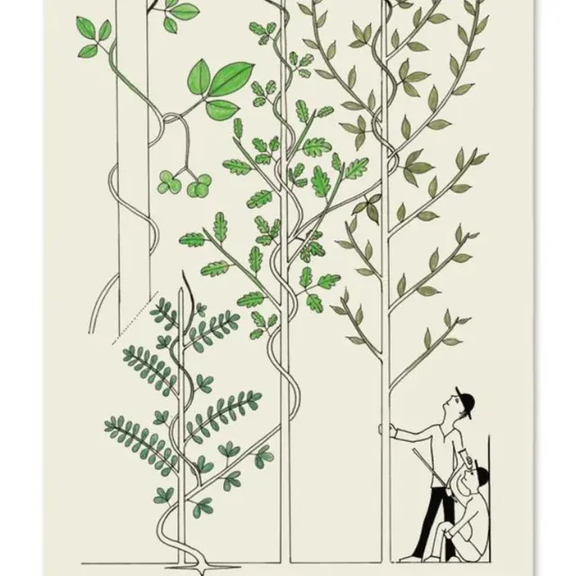 Des arbres à croquer | CBN_Chavaniac-Lafayette
